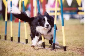agility 3