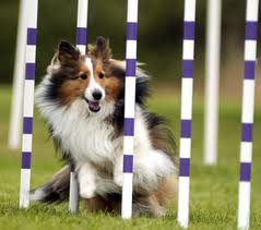 agility 2