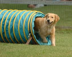 agility 1