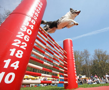 High jump 3