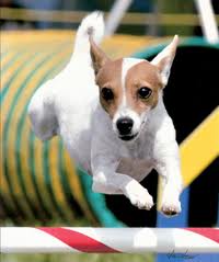 agility 4