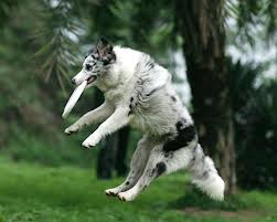 Frisbee 4