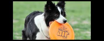 Frisbee 2